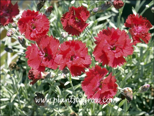 Dianthus Fire Star